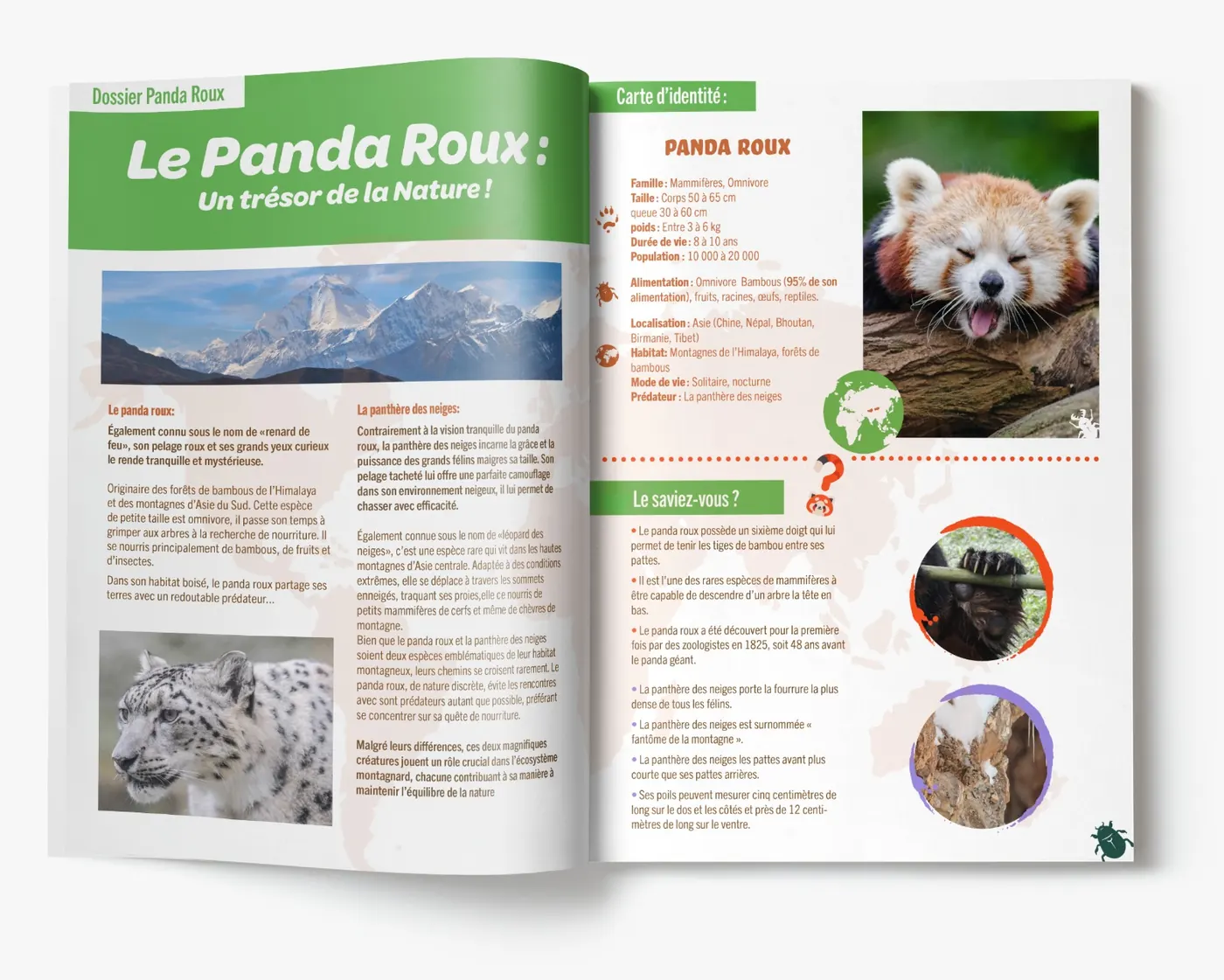 Double page de magazine « Le Panda Roux : un trésor de la nature » avec carte d'identité de l'animal et infographies